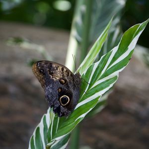 Meet your Posher, Sherri